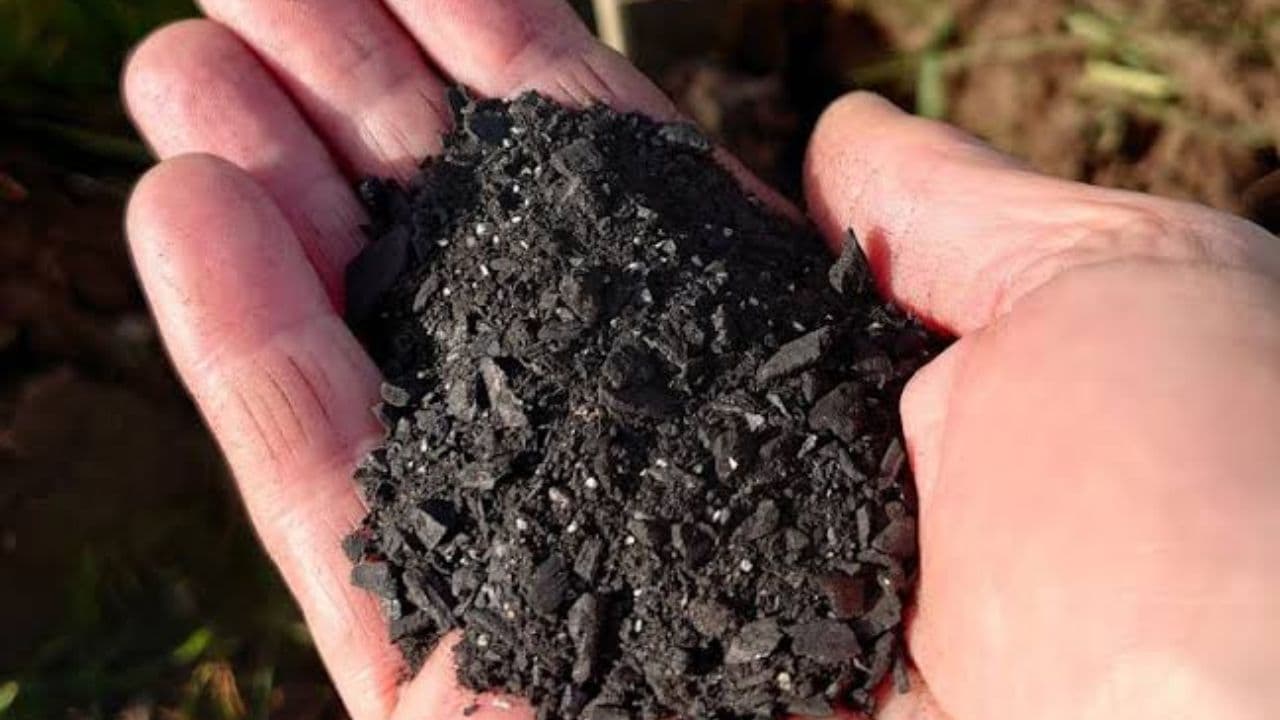 A pair of cupped hands holding a handful of dark, coarse biochar over open ground