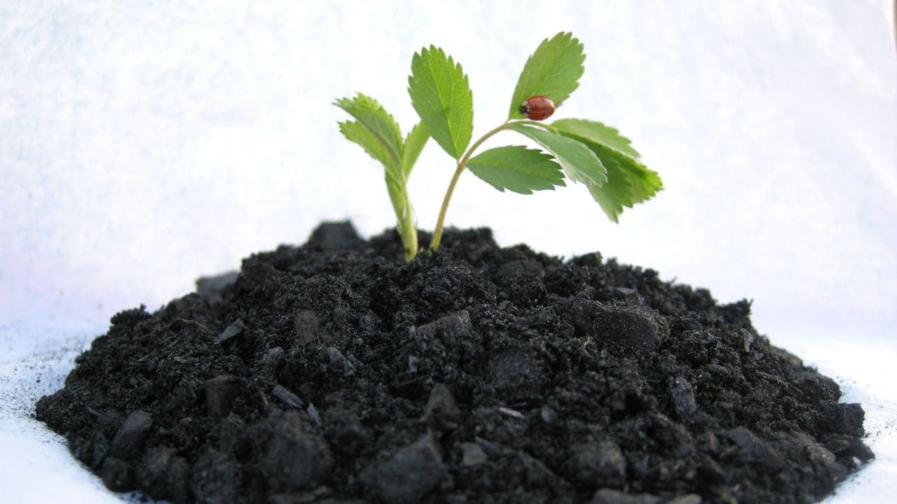 A young seedling with a ladybird on one leaf growing from a mound of biochar-rich black soil